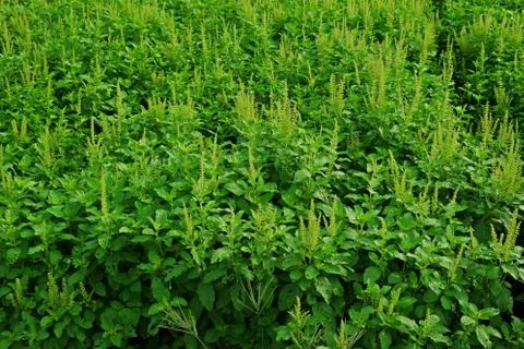 Holy basil plant Stock Photos
