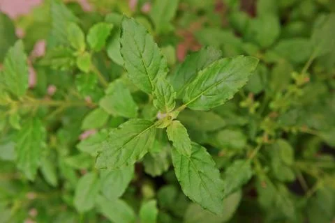Holy basil shoot Stock Photos