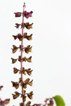 Holy basil spike Stock Photos