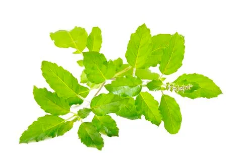 Holy basil on  white background Stock Photos