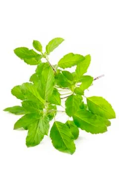 Holy basil on white background Stock Photos