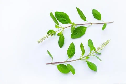 Holy Basil on white background. Stock Photos