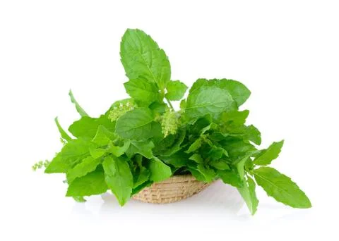 Holy basil on white background Stock Photos