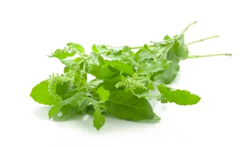 Holy basil on white background 스톡 사진