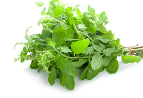 Holy basil on white background Stock Photos