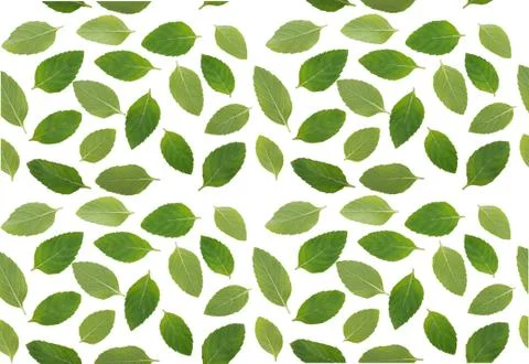 Holy basil on white background Stockfoto's