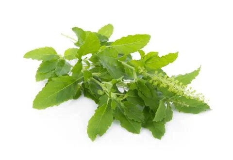 Holy basil on white background Fotos Stock
