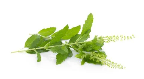 Holy basil on white background Foto stock