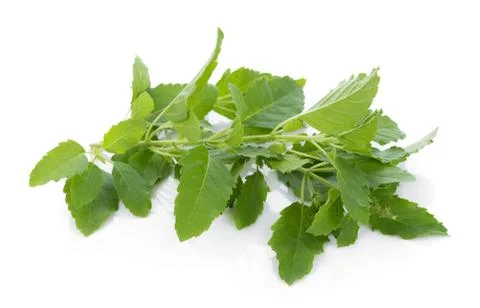 Holy basil on white background Photos