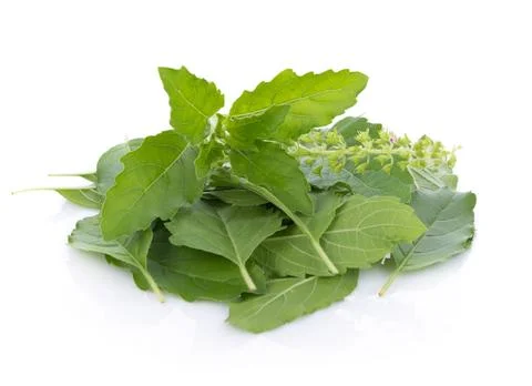 Holy basil on white background Stock Photos