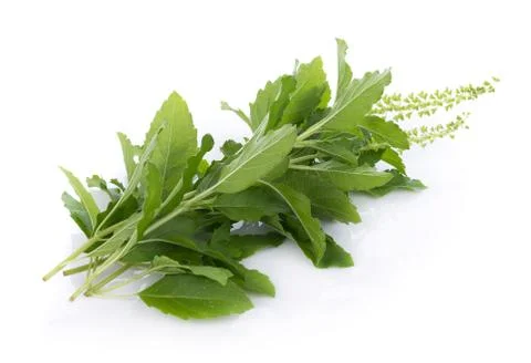 Holy basil on white background Stock-Fotos
