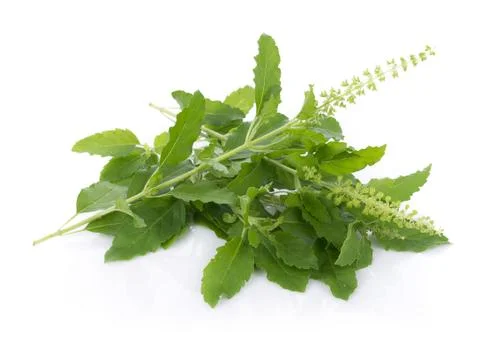 Holy basil on white background 스톡 사진