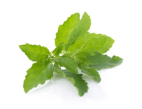 Holy basil on white background Stock-Fotos
