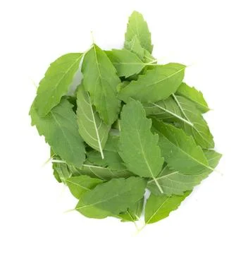 Holy basil on white background Stock-Fotos