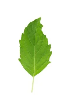 Holy basil on white background 写真素材