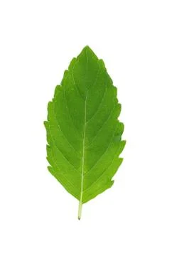 Holy basil on white background Stock Photos