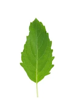 Holy basil on white background Stockfoto's