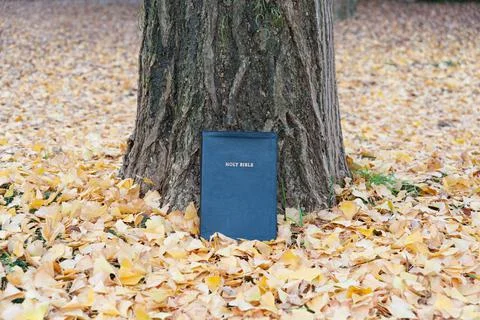 Holy Bible on tree trunk outdoors in autumn with yellow fallen leaves Stock Photos