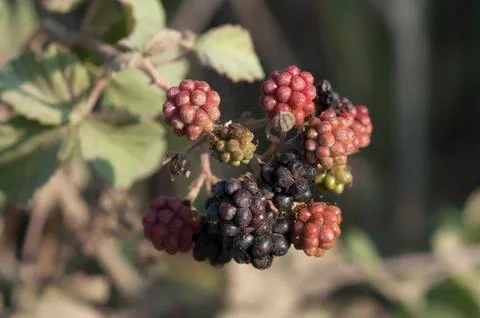 Holy-bramble Stock Photos