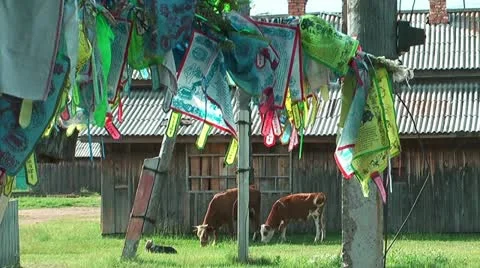 Holy cows and prayer flags at ivolginsky datsan Monastic centre ,buryatia Stock Footage 21426264