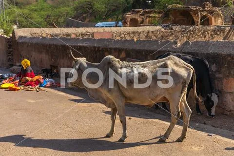Holy cows in poor district of India, Rajasthan, Jaipur Stock Photos