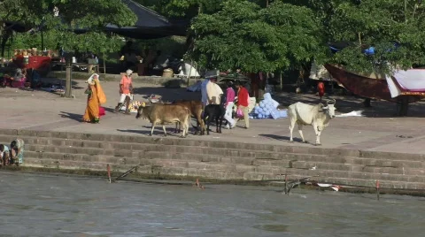 Holy cows on river Ganges (w/sound) 스톡 동영상 232983