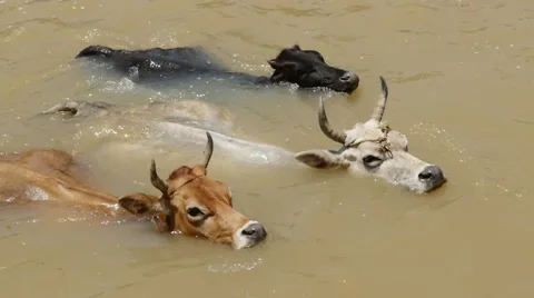 Holy cows trying to cross the river Stock Footage 59824382
