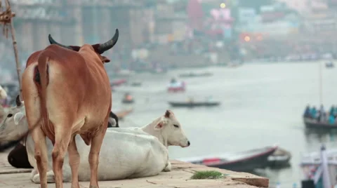 Holy cows in varanasi ghats Stock Footage 45788475