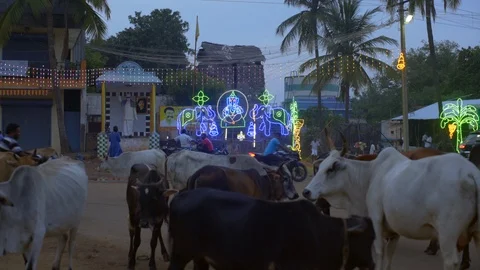Holy Indian cows, religious Hindu temple shrine, Ganesh elephant god, India Stock Footage 125496224