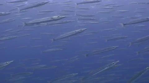 Holy Mackeral! Thousands of fish! Video stock 10565133