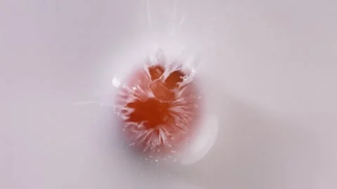 Holy Maiden Fruit Cherry Tomatoes   Falling into Milk Overlooking，slow motion Video stock 248406857