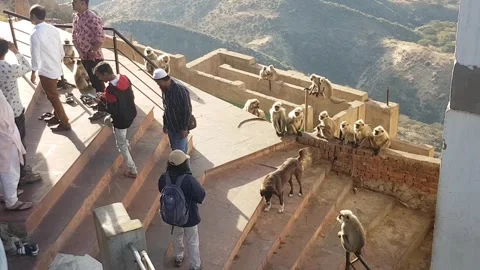 The holy mountain monkeys of Pushkar Stock Footage 167891130