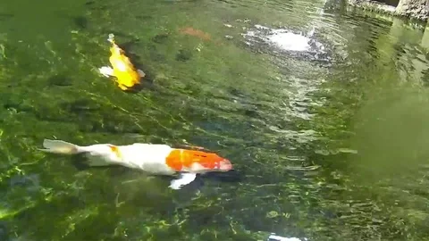 Holy pool close to Goa gaja Temple, Bali Stock Footage 78016142