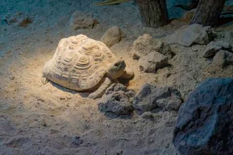 Holy tortoise in the sand Stock Photos