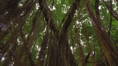 Holy tree - Sai Ngam Stock Footage 81180269