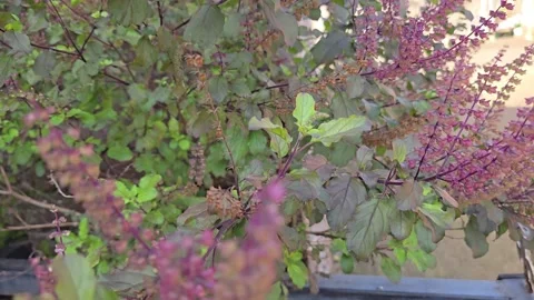 Holy Tulsi Vídeo Stock 317973134
