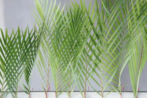 Holy Week Palm Sunday - religious symbol Stock Photos