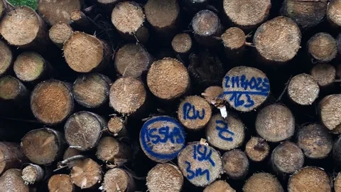 Holzstapel 库存影片 160861975