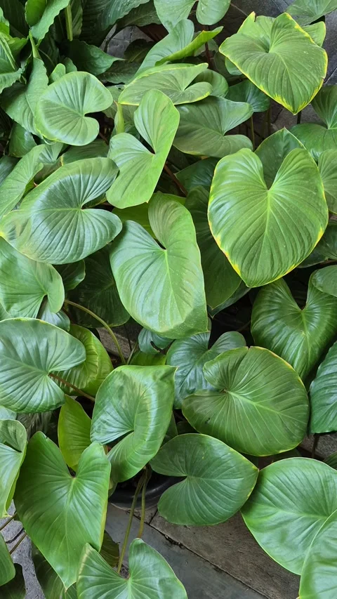 Homalomena Stock-Footage 319452083