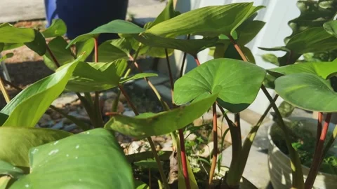 Homalomena plants blowing by the wind Video stock 258093719