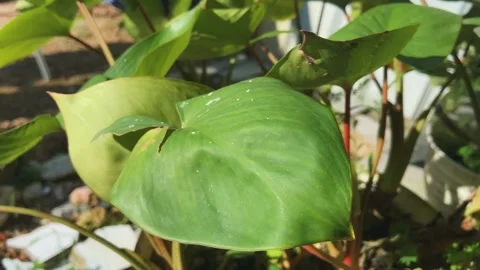 Homalomena plants blowing by the wind Video stock 258093725