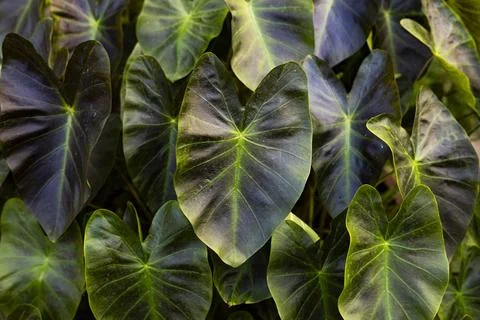 Homalomena Rubescens In The Backyard Stock Photos