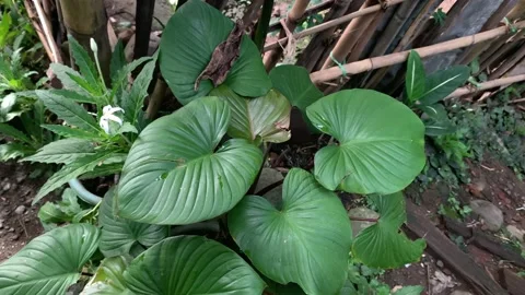 Homalomena rubescens Stock Footage 221009013