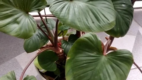 Homalomena rubescens Stock Footage 326637190