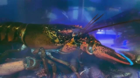 Homarus americanus Vídeo Stock 339259405