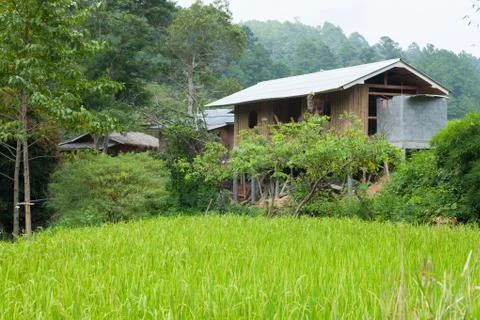 Home adjacent rice fields Stock Photos
