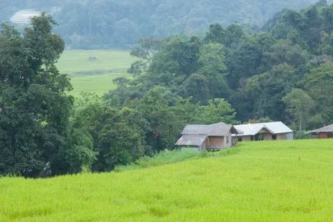 Home adjacent rice fields Stock Photos