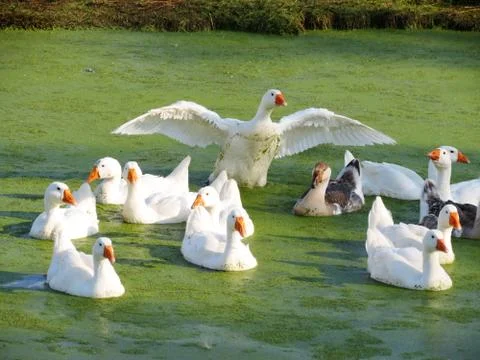 Home animals Stock Photos