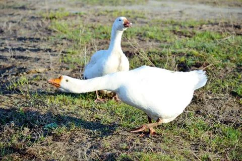 Home animals Stock Photos