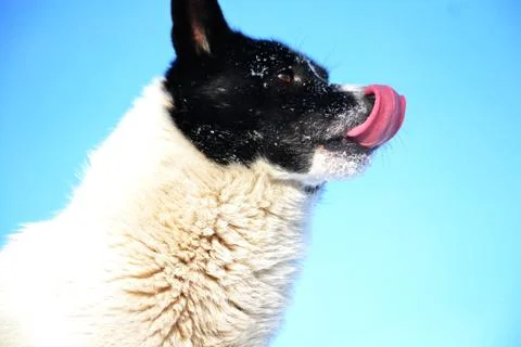 Home animals Stock Photos